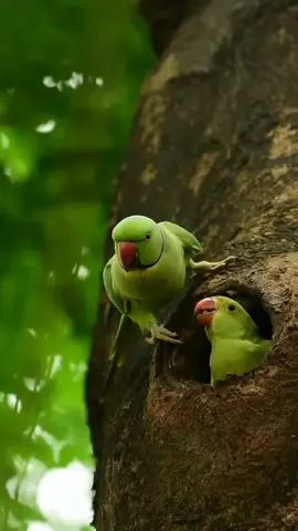 The rose-ringed parakeet #parakeet  (Psittacula krameri), also known as the #ringneck #parrot  (in #aviculture ) or the Kramer parrot, is a medium-sized parrot in the genus #Psittacula , of the family Psittacidae. It has disjunct native ranges in Africa and the Indian Subcontinent, and is now introduced into many other parts of the world where feral populations have established themselves and are bred for the exotic pet trade. Rose-ringed parakeets are popular as pets and they have a long history in aviculture. The ancient Greeks kept the Indian subspecies P. #krameri #manillensis , and the ancient Romans kept the African subspecies P. krameri krameri. Colour mutations of the Indian rose-ringed parakeet subspecies have become widely available in recent years. A blue colour morph mutation of the rose-ringed parakeet is also commonly kept in aviculture. Birds that display this mutation have solid light blue feathers instead of green.  #Bird #wild #foryoupage #Foryou 