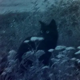 james.. #cats #rek #рекомендации #fyp #on #рек 