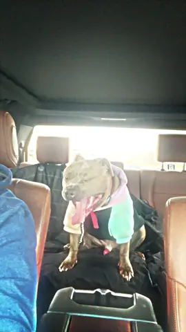 🐶 Bringing the bull(y) vibes with my American Bully! 🐾💪 Showcasing the incredible strength and gentle nature of these amazing companions. 💙 Who else is in awe of these powerful pooches? Let's spread the love and appreciation for American Bullies together! 🤩🎉 #AmericanBullyLove #PawfectCompanions #BullyVibes #DogsofTikTok #bigsmokeamericanbully   - #CapCut 