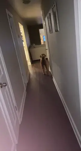 #skinwalker #notmydog #horror #scaryvideos 