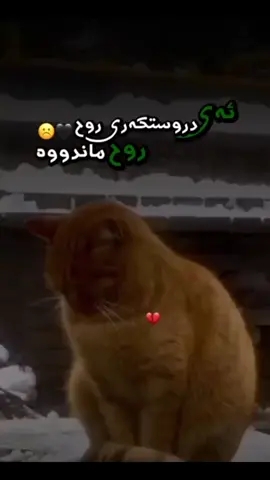 #foryoupage #fypシ #iraq #tiktok #nma.ranya4