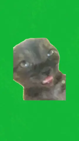 #Meme #MemeCut 猫ミーム素材の体調が悪い猫 