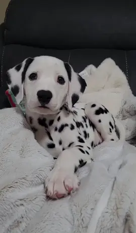 🤍🫶 Dalmatian Baby 🫶🖤 #dalmatian #Dalmatian #dalmatiansoftiktok #dalmatianpuppy  