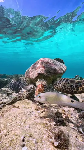 #turtle #seaturtle #underwater #oceanlife #beach #beach #okinawa #沖縄 #ウミガメ 