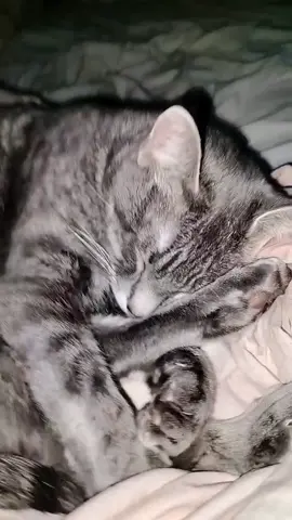 she's a cutie patootie frr 🫶🏻 #tiktok #fyp #cats 