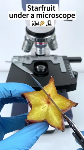 Would you dare to eat spoiled starfruit?#microscope 