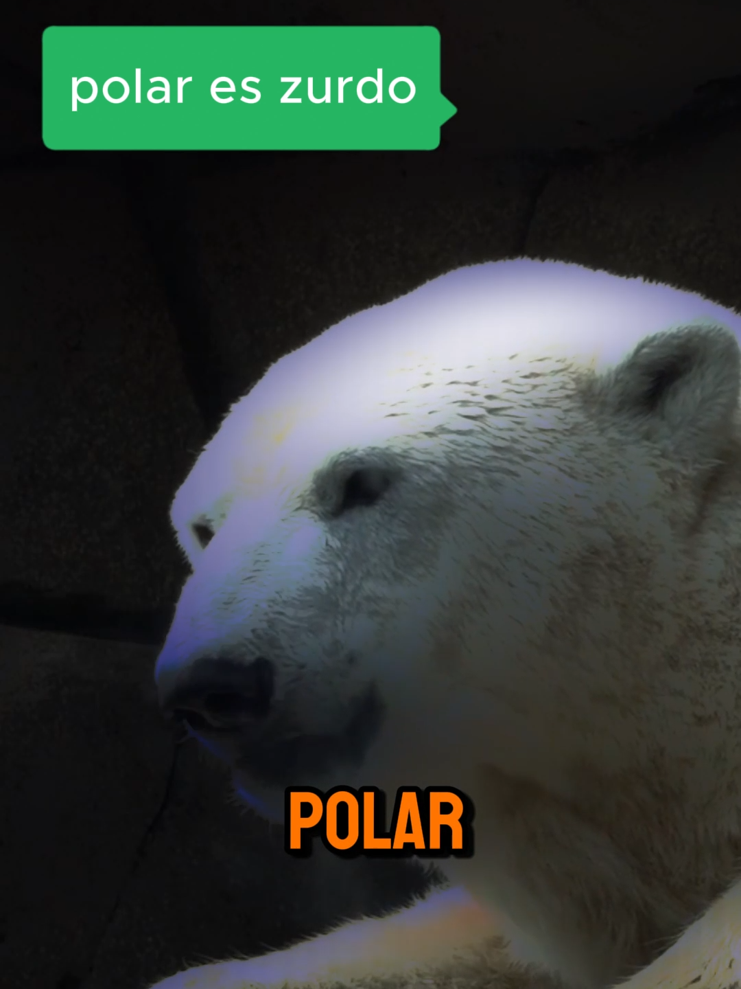 POLAR ES ZURDO #curiosidades #ANIMALES#BIOFFERS