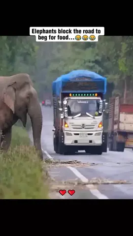 Elephant block the road to beg for food #elephant #elephantsoftiktok #PetsOfTikTok #animals #animalsoftiktok #animalsrescue 