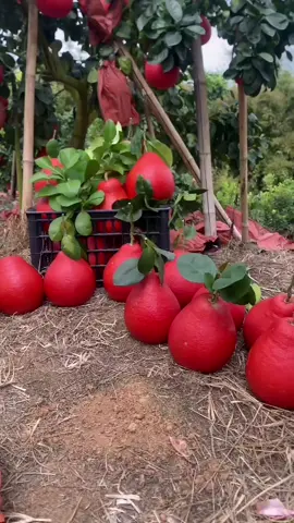 #pomelo#red