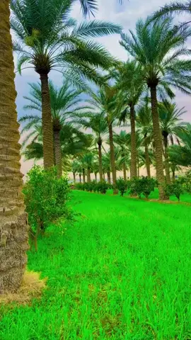 #لاتعاتب_نخل_ماحمل_عثوك  #الشاعر_سعد_محمد_الحسن  #شعر_شعبي_عراقي  #مناضر_طبيعيه #اقتباسات_عبارات_خواطر #تصويري #توكتوك_المشاهير #شعر #متابعه_ولايك_واكسبلور_احبكم #تصميم_فيديوهات🎶🎤🎬 #فيديوات_ستوري #ترندات_تيك_توك #عبارات_خواطر #عبارات_حزينه💔 #تيم_الرافدين #عمو_سامي #شاجور_الالعاب #صعدوني_اكسبلورر#ستوريات_حزين #بغداد #بابل_الحله #البصره_شط_العرب #عراقين_مشاهير_تيك_توك #لاتذكروني_بحبيبي_اني_بل_كوه_نسيته #سمير_صبيح❤️ 