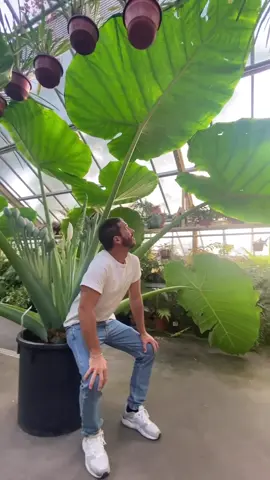 The stunning Leucocasia gigantea ‘Thai Giant’ at @hortusleiden .This stunning plant it’s only 8 months old from seed!!!! Tag someone that needs to see this! 🥹 📸: @toni.sastre on IG #houseplants #plantbased #elephantearplant #plantlover #plantobsessed
