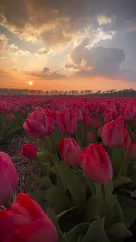 Heaven—Tulip fields of the Netherlands 🌷🇳🇱 #nature #spring #birds #tiktoktravel #explore #foryoupage #beautifuldestinations #amsterdammer #tulips #netherlands #flowers #flowergarden #tulipseason #tulpen #sunset #sunsetlovers #foryourpage 