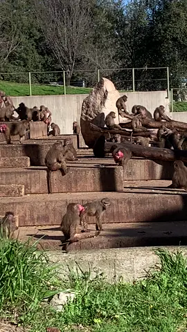 #madrid #madridzoo #spain #españa #traveltiktok #travel 