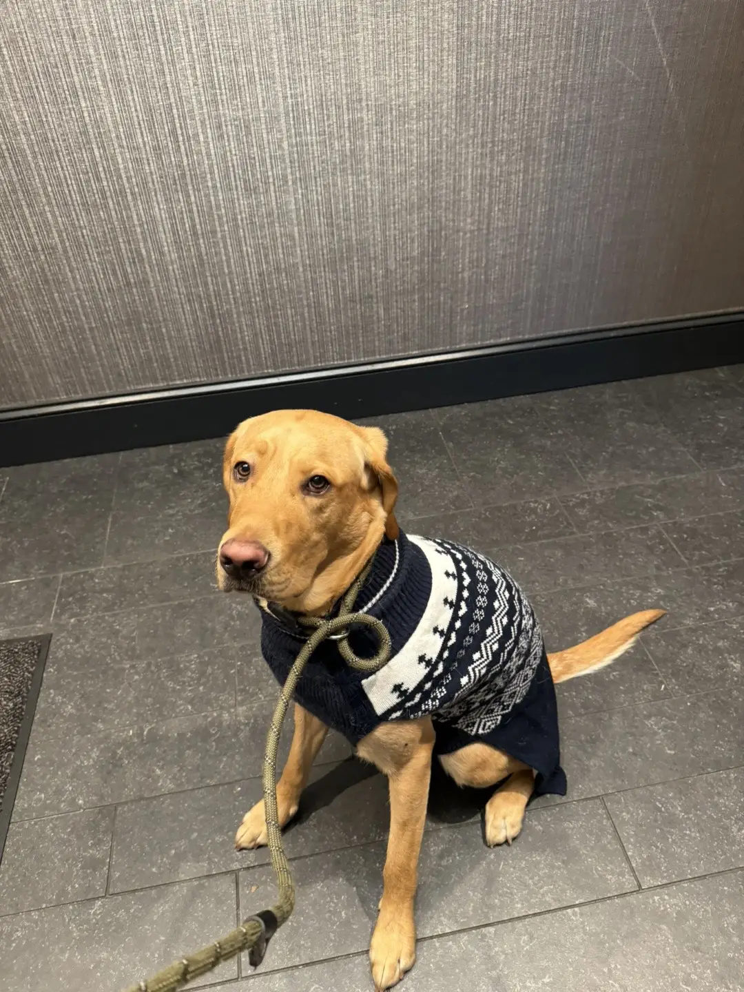 No words #dog #viral #fyp #dogsoftiktok #labradorretriever 