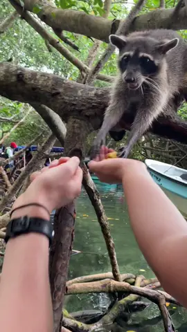 Comocimos unos hermosos animalitos 🦝 y los alimentamos 🍌 les recomendamos hacer esta actividad cuando viajen a Cartagena 🏖️✈️  . . . #mapaches #cartagena #baru #viajes #colombia #turismo #quehacerencartagena 