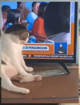Kucing endut suka nonton berita di tv
