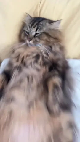 Snorlax is that chu #catsoftiktok 