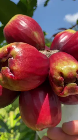 Sắp có mận điều ăn nữa rồi 🥴🥴🥴#anhnongdan #71bentre_xinchao🌴 #mientayquetoi🌴🌴🌴🌴🌴 
