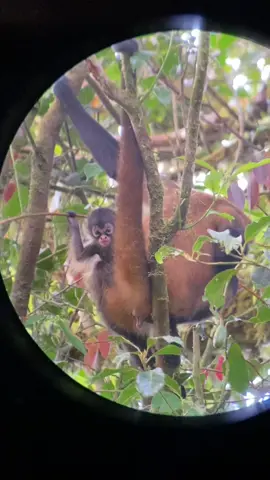 A close up look at monkeys in the cloud forest in Costa Rica 🇨🇷  Video from my sister #fyp #monkey #costarica #forest #jungle #animals #orchardmag 