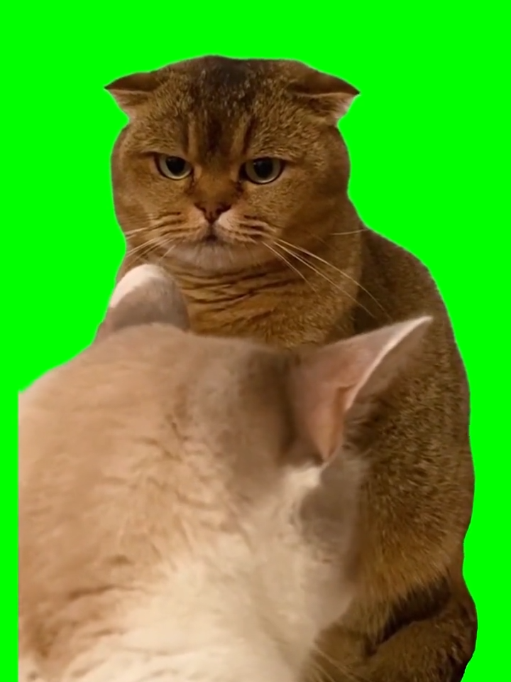 Judgy Cat meme green screen free download #cameramanai