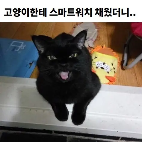 고양이한테 스마트워치 채워더니… #추천 #고양이 #고양이영상 #고양이웃긴영상 