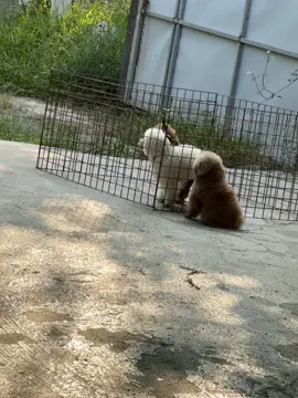 khi 2 đứa chúng nó ấy ấy mà ko cho em tham gia 