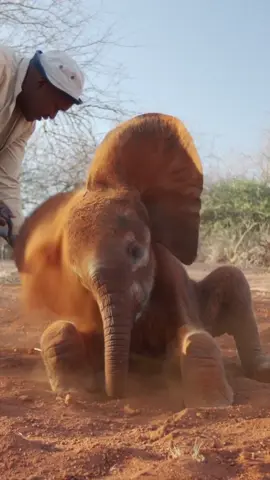 Time for a dust bath! Baby elephants are susceptible to sun burn, especially on their fragile ears. In the wild, an infant elephant’s mother and nannies help keep babies protected by throwing dust onto them! For the rescued orphans in our care, our Keepers ensure everyone is dusted from trunk to tail. These pampering sessions have other benefits too. They help build trust between the Keepers and their tiny charges, and the dust helps stop biting insects too! Learn more about our field conservation work and the orphans in our care — tap our link in bio or visit: sheldrickwildlifetrust.org #SheldrickTrust #SWT #elephant #kenya #adopt #conservation #family #baby #dust #bath #sun #sunburn #sheldrickwildlifetrust #animals #wildlife #animalrescue 