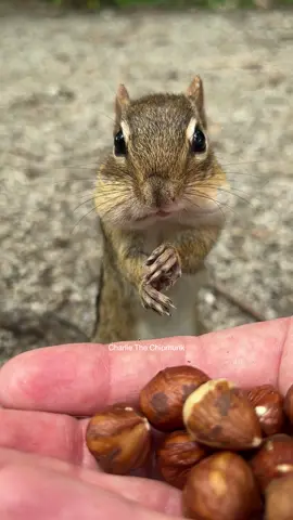 LISTEN!!! #fyp #funny #comedy #humor #cute #chipmunk #charlie #listenup #animals 