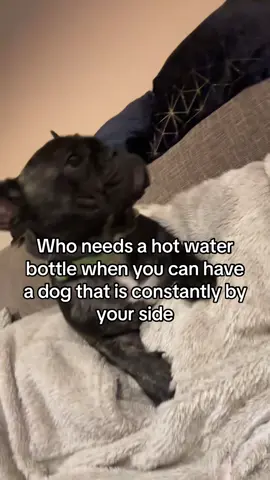 Its like they sense when I’m not feeling great 🐾 #EndoWarrior #SelfCare #NaturalRelief #EndometriosisAwareness #womenshealth #ChronicIllness #Endometriosis #Healthcare 