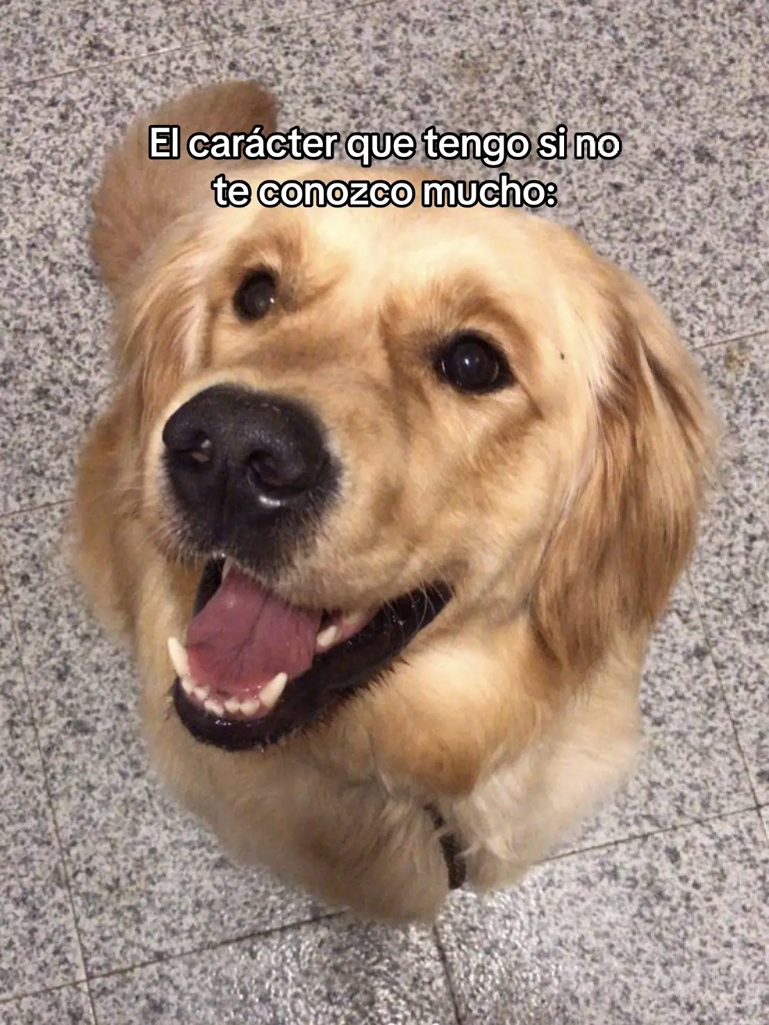 Realmente tengo bastante aguante pero como me calientes mucho…….mejor no probar :) #goldenretriever #perro #memeperro #goldenperro #perrogolden #goldencachorro #perrito #cute #coquette #retriever  #nostalgia #infancia #2000s #infanciafeliz #recuerdos #recuerdosdesbloqueados #otgala9  #preciosmercadona #subidaprecios #precioaceite #aceitedeolivavirgenextra #aceitecaro #inflacion #comparandoprecios #precios2023 #mercadonacaro #mercadonacompra  #productosretirados #lidlvsmercadona #productosretiradosmercadona #mercadonavslidl #retiradosmercadona #compralidl #salsacheddar #sazonadorcheese #mercadonanovedades #novedadmercadona #turroncarrotcake #turrontiramisu #turronbanoffee #novedadesturrones #turronesnovedad #novedadturron #probandoturrones #probandonovedades  #mercadonaproductosretirados #precioslidl  #retiradosmercadona #productosretirados #mercadonaretirados #mercadonacompra #unboxingmercadona #unboxingcompra  #mercadonanovedades #novedadesmercadona #mercadona #compra #comprasemanal #polvodehadas #polvocorporalmercadona #cosmeticamercadona #maquillajemercadona #compramensual #comprasemanalmercadona #compramensualmercadona #mercadona #inflacion #preciosmercadona #precios #subidasdeprecio  #comparandoprecios #comparativaprecios #probandoproductos #compramercadonaviral #precioaceite #recomendadosmercadona #mercadonaespaña #ahorrar #supermercados #precios2023 #precioscompra #caro #carovsbarato #reviewmercadona #compramensual #maquillajenavidad #productosmercadona #mercadonacaro #mercadonaprecios #ahorrar #2019vs2023 #mercadonatiktok #mercadonanovedades #probandonovedades #grammylatinos2023 #probandomercadona #coulantlotus #coulantlotusmercadona #novedadessupermercado #caramelosalado #postresmercadona  #subidaimposible #probandoturrones #premiostiktok2023 #turronesmercadona #mercadona2023 #dulcesnavideños #dulcesmercadona #mercadonanavidad #navidadentiktok #turronmercadona #probandoturrones #dulcesnavidad #licorlotus #baileyslotus #lotusmercadona #novedadeslotus #probandomercadona #patataspimiento  #tartadequeso #recetatartadequeso #cheesecake #cheesecaketurron #tartadequesolaviña #cheesecakecremosa #recetacheesecake #tartadequesoturron  #postresnavideños #postrenavideño #ideascenanavidad #postrenavidad #unpopularopinions #unpopularopinion #debate 