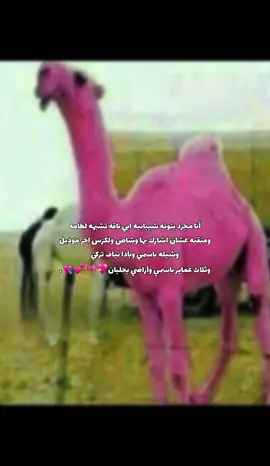 طلباتي بسيطه😢 #bint_mushib_🔝 #نياف_تركي #لطامات #الشيابين_الدهاه #حلبان #اكسبلور #الصياهد 
