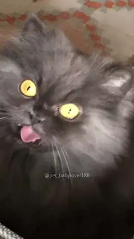 🤣🤣 #cat #cats #cutecat #catlover #catsoftiktok #fyp #foryou #foryoupage #funny #fypシ #funnycat #funnyvideos #funnytiktok #funnyanimals #kitty 