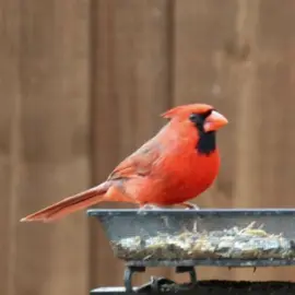 The Cardinal’s meal gets interrupted and he flies away suddenly. #bird #cardinals #backyardbirds #birdsoftiktok #birdtok 