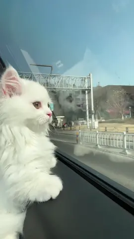 Beautiful cat ❤️ #cutepet #lovecats #princesscat #usa #tiktokusa #viralvideo #fyp #foryoupageoffical 