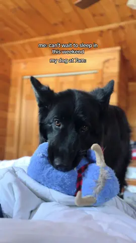 💀💀 #pupsoftiktok #dogalarmclock #squeakytoy #alarm #doglife #sleepy 