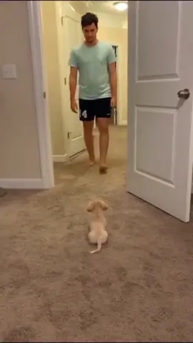 Funny and cute dog comp 🤣... #funnydog #funnypet #funnyanimal #cutedog #dogoftiktok #doglover 