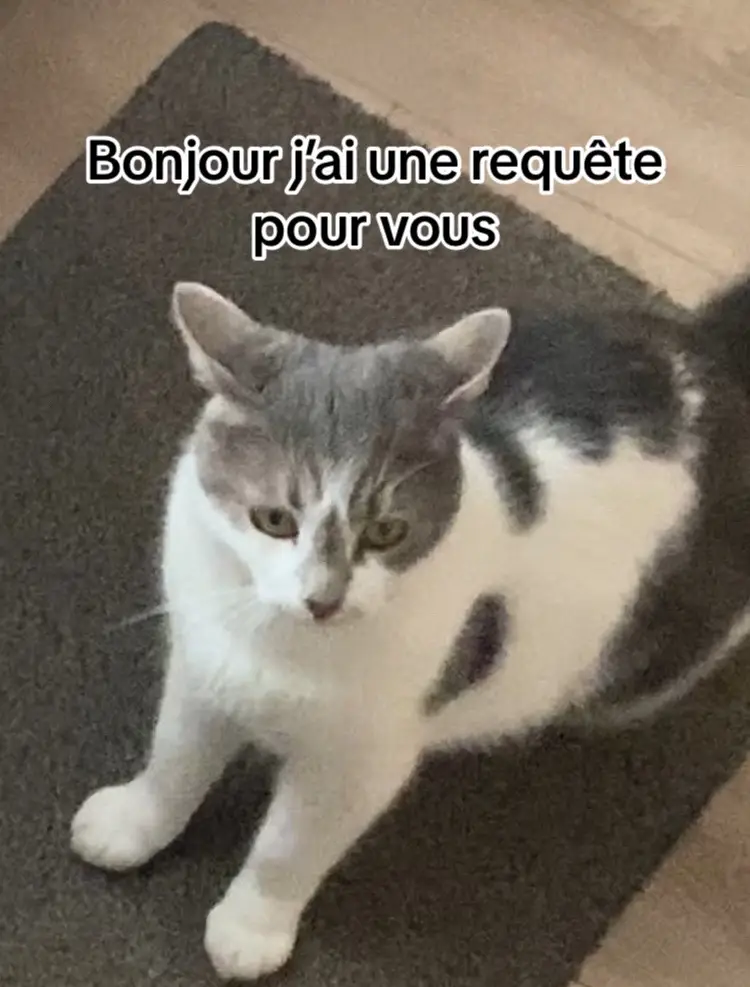 Bien sûr financièrement il sera très bien ne vous inquiétez pas #cat #fyp #fypシ 