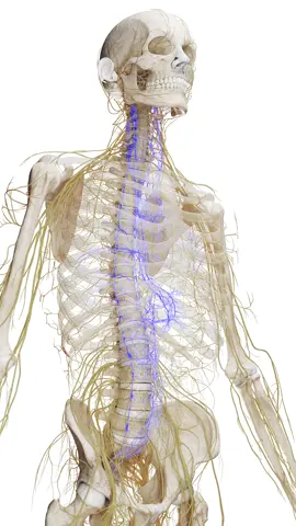 🧠✨ Ever wonder how your body does so much without you thinking about it? That's the autonomic nervous system at work! Check out our models to learn more. #AutonomicNervousSystem  #ScienceTok  #LearnWithSciePro  #EduTikTok  #sciart  #3d  #3dmodel  #meded  #med  #medical  #anatomy  #rendering  #neuro  #nerves  #vray