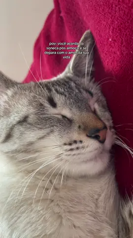 uma das melhores sensações do mundo 🥹💖 #cat #gatos #pet #pov 