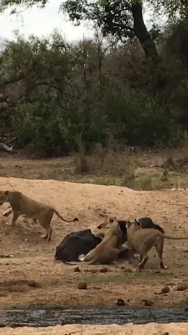 Buffalo Fights back against pride of Lions and joined by a fellow herd member - The year was 2015 and one if the biggest droughts hit the Greater Kruger National Park. The droughts forces animals like Buffalo towards the last water in the Sand River, but the lions figured it out and for them food and water congregated at the same place.  But on this occasion was the day I learnt very well that even a weak Buffalo is not to be messed with.... #wildlife #wildanimals #bigcatsoftiktok #krugernationalpark #africansafari #lion 