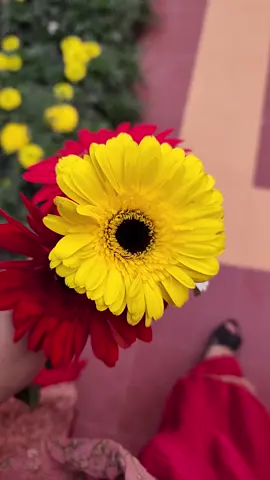 some people are always important with or without conversation💗.... . . . . . . . . . . . . . #catlover #viralllllll #farihajannatesha #catsoftiktok #Love #flowerlover #flowerlover #video #foryoupag #foryoupag #lovestory #valentine #flowerlover #Love #bdtiktokofficial #viralll @TikTok Bangladesh @TikTok #gerbera #reel #fariha 