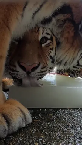 Dmitri and Luka know that sharing is caring  These purrfect Amur tiger brothers are enjoying some frozen goat milk. They have very rough tongues—good for licking meat off a bone or enjoying a frosty treat!  #tiger #asmr #ice #animals 