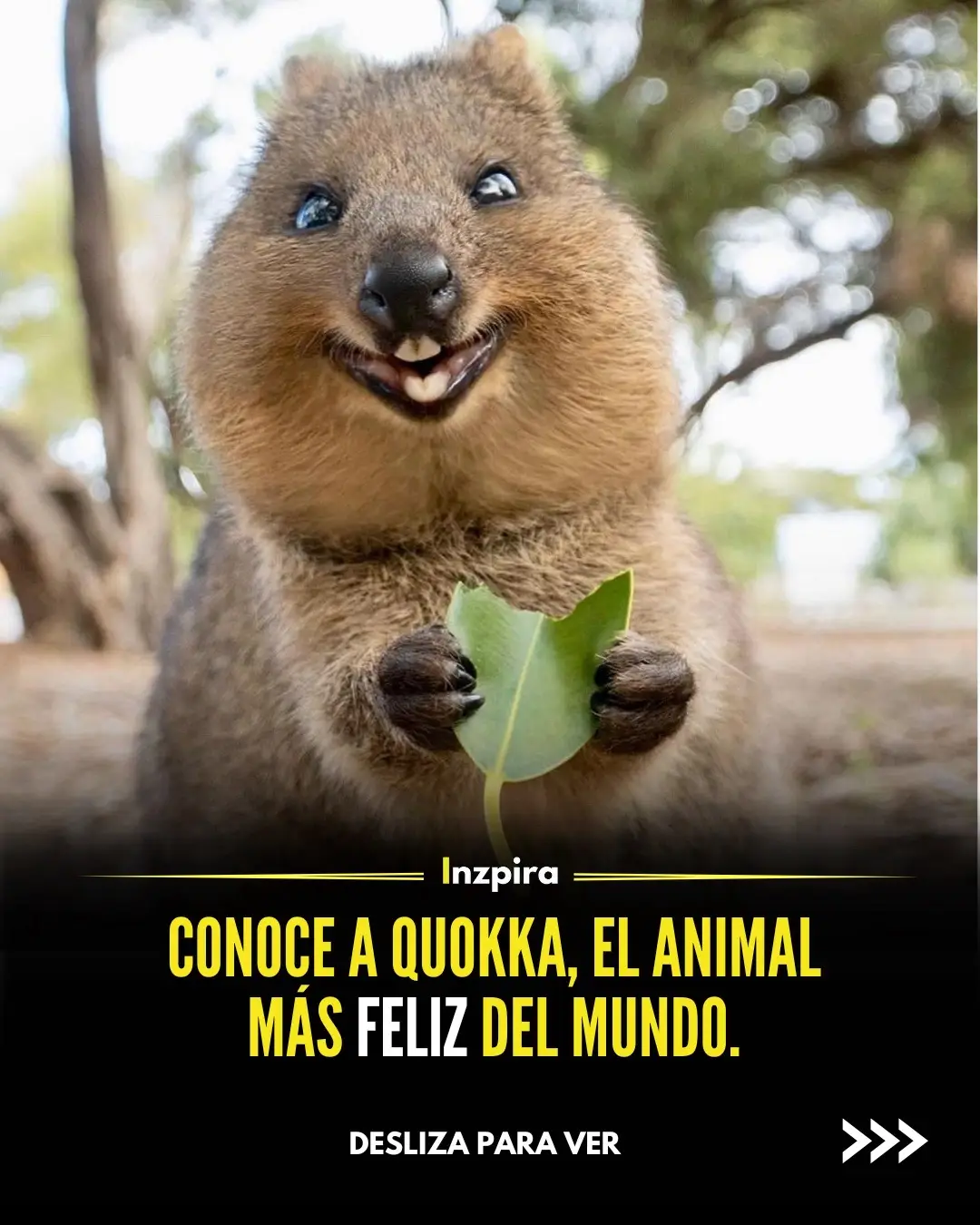 ¡Conoce a los quokka, las adorables criaturas sonrientes de Australia! 😍🦘 Conocidos como los animales más felices del mundo, a estos lindos les encanta interactuar con los humanos y tienen una extraordinaria simpatía. Son muy sociables y siempre muestran un gran interés por su entorno. Fotos: @cruzysuzy . . #animal #petlover #inspira #inspiracion #motivacion