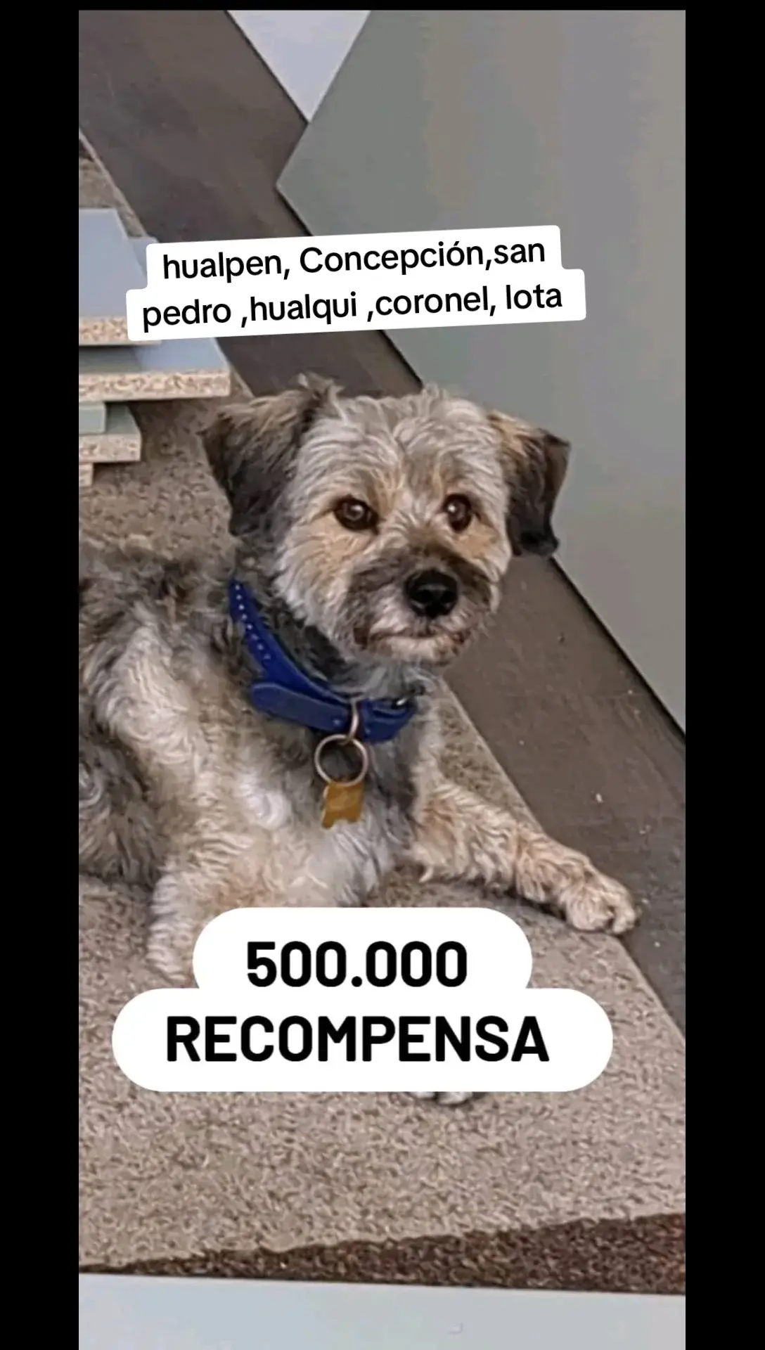 #perritoperdido #doglover #enparati #doglovers #rescatoperritos #elmejoramigodelhombre🐶 #rescatoperritos #enparati #recompensa 