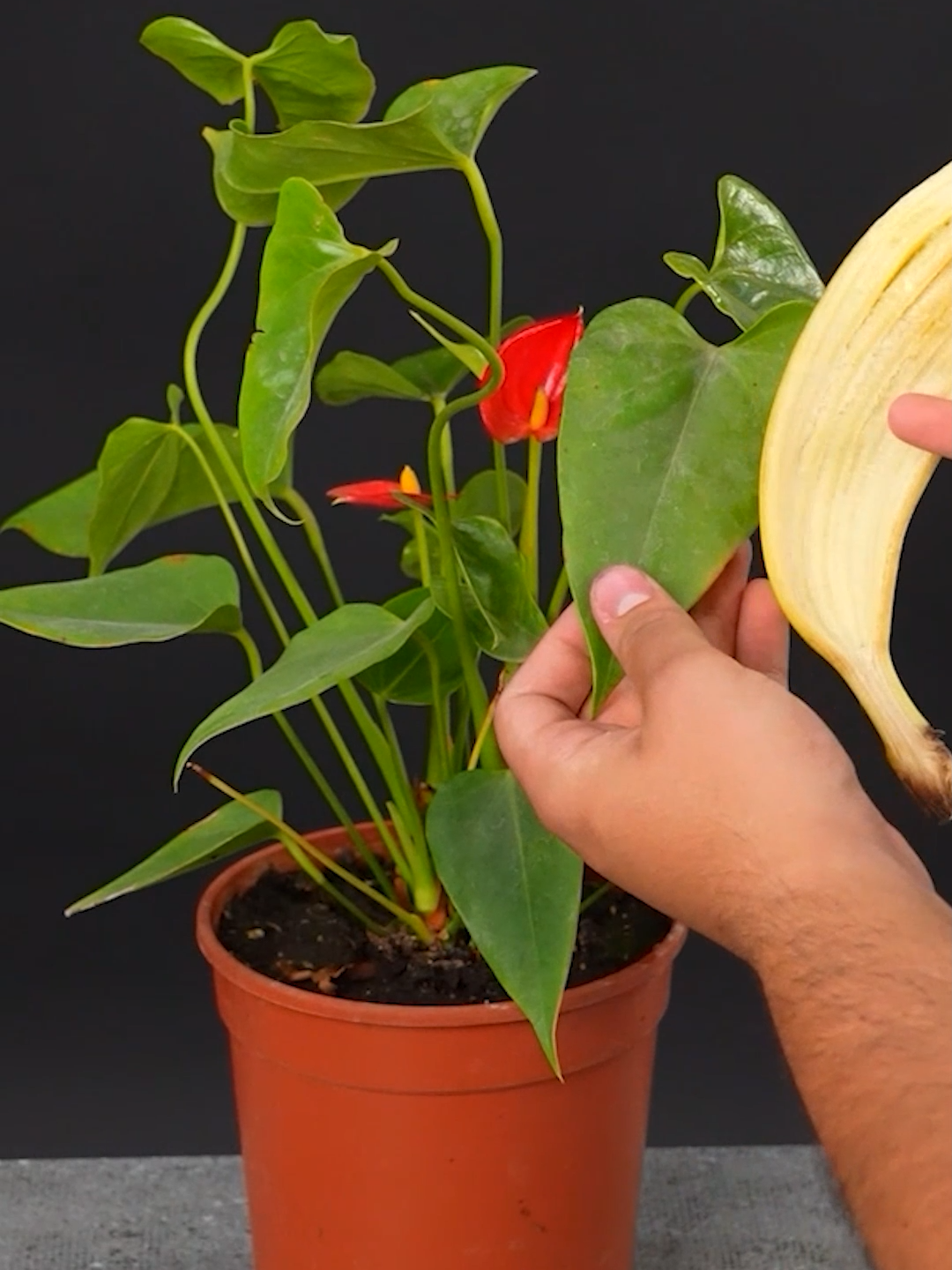 Keep your plant's leaves shiny with this hack!