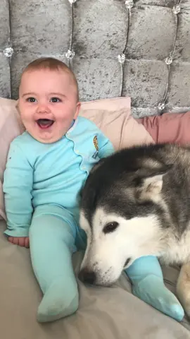 Just smile!😭💙. #husky #dog #dogs #milperthusky #dogvideo #animal #babyanddog #cutevideo #siberianhusky #huskyvideos #siberianhuskies #huskysoftiktok #huskylove #cuteanimals #millieandparker 