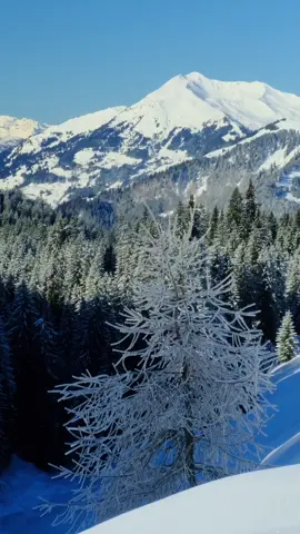 Dreamy winter day in St. Antönien 🙂 a highlight of this winter hiking season for sure.  #Outdoors #myswitzerland #mountainlife #hikingadventures #travel #swissalps #peacefulnature #snowshoeing #swisstiktoker #wintervibes #swissmountains #naturevideography #nature #swissbeautiful 