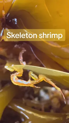 Have you seen this sea creature? 🤓 #skeletonshrimp #shrimp #amphipod #crustacean #kelp #marinebiology 