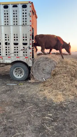 Always something new when you are hauling cows #peterbilt #boohauler #cattlewagon #northdakota #peterbilt379 #chickenlightsandchrome #merritttrailer #cows 
