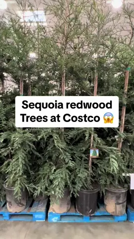 3 New finds at Costco 😱 which one are you most excited about ??? Omg these Trees. Thats why i love Costco. Full of Suprises.  #costco #costconew #costconewitem #costcotiktok #costcodeals #costcomusthaves #costcomamma #costcofinds #costcobuys 